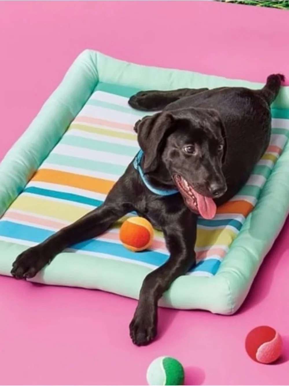 NWT Sun Squad Cooling Pet Bed